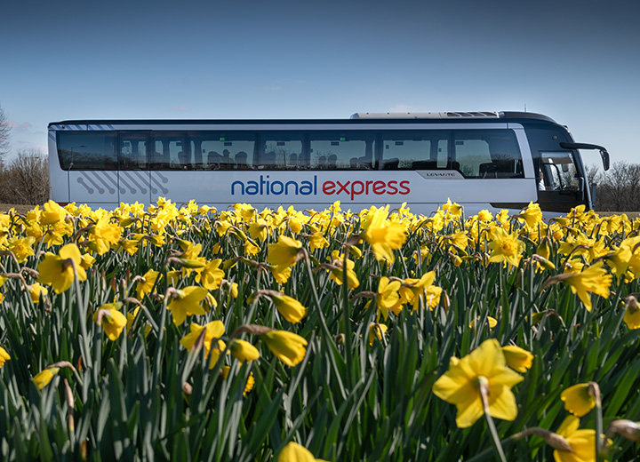 National Express coach driving past a field of daffodils