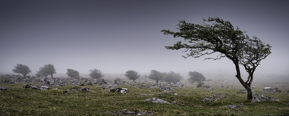 Wind swept trees