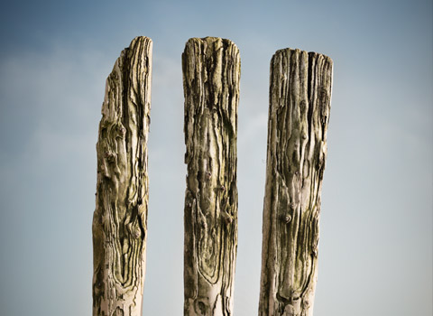 Old wooden groynes on a beach in Kent