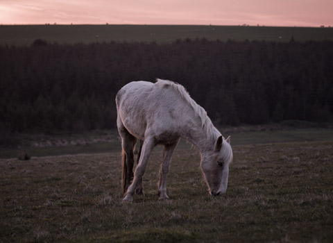 Pony at sunset in Cornwall