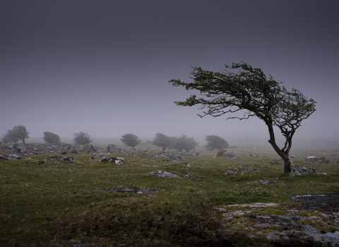 Tree bent by the wind in Cornwall