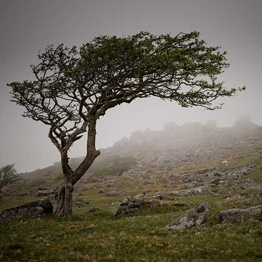 Tree on a hillside bent in the wind