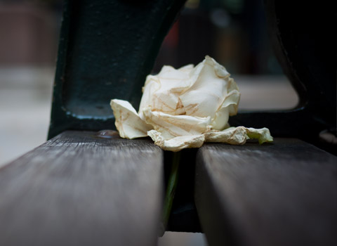 A white rose on a bench