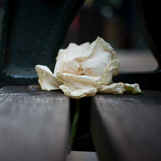 A wilting white rose left on a bench in London
